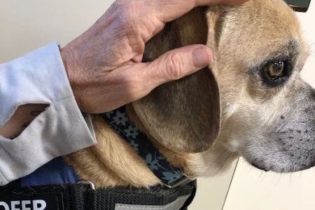 Murray Hill Veterinary Associates