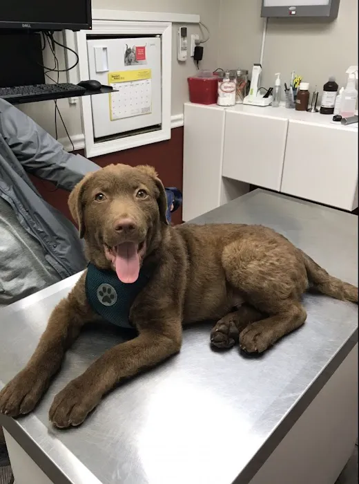 Lyons Veterinary Hospital 12