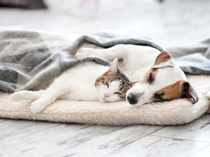 Summit Dog and Cat Hospital 12