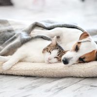 Summit Dog and Cat Hospital ico