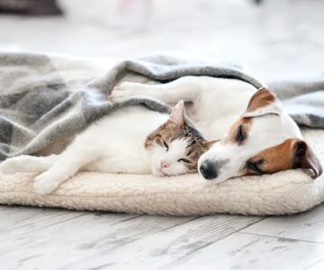 Summit Dog and Cat Hospital