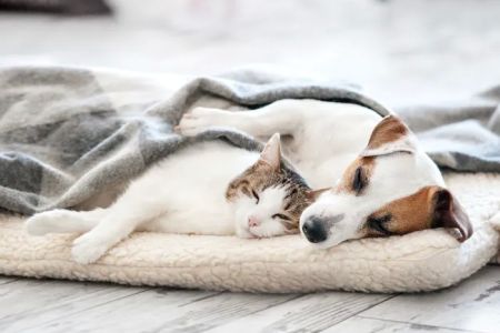 Summit Dog and Cat Hospital