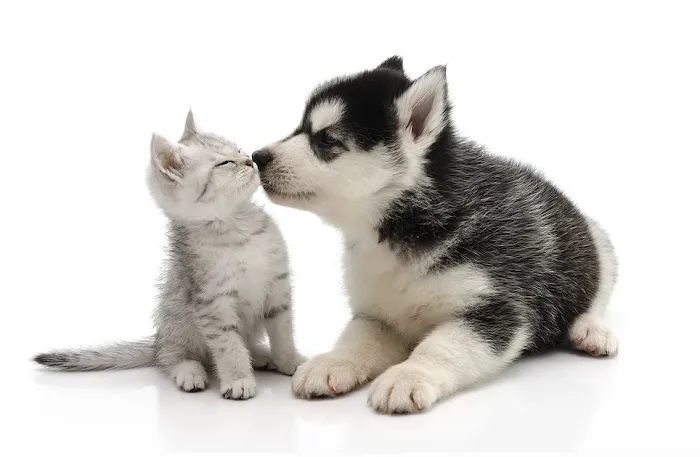 Summit Dog and Cat Hospital 12