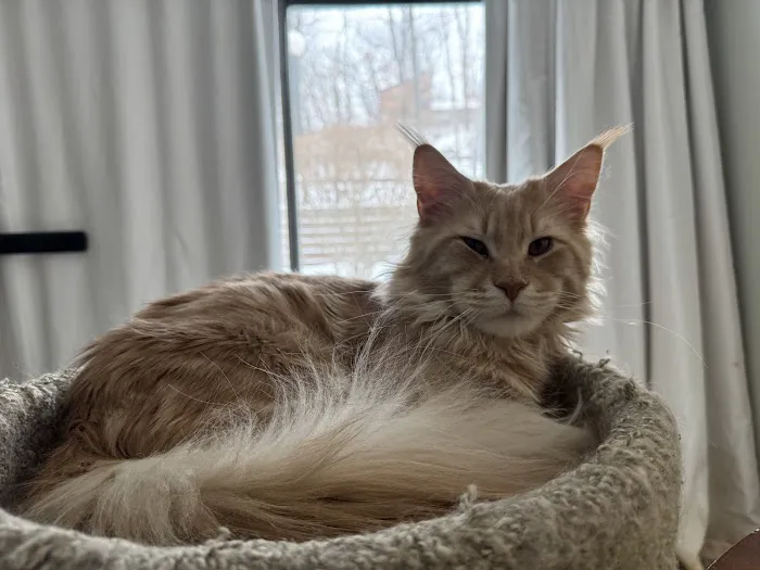 Coolbeans Maine Coons 12