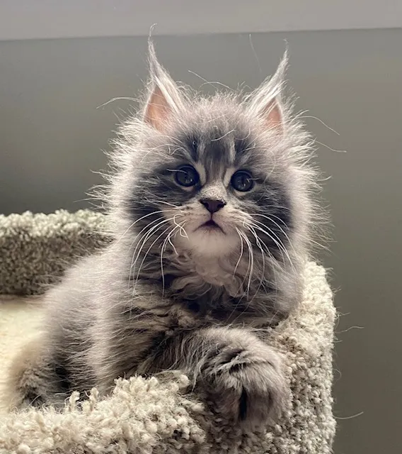 Coolbeans Maine Coons 12