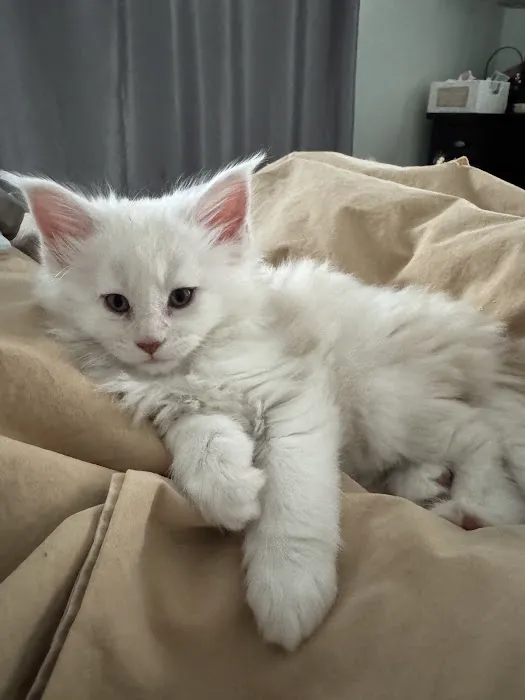 Coolbeans Maine Coons 12
