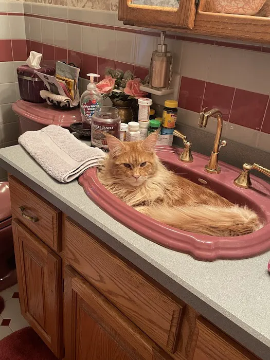Coolbeans Maine Coons 12