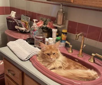Coolbeans Maine Coons