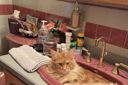 Coolbeans Maine Coons