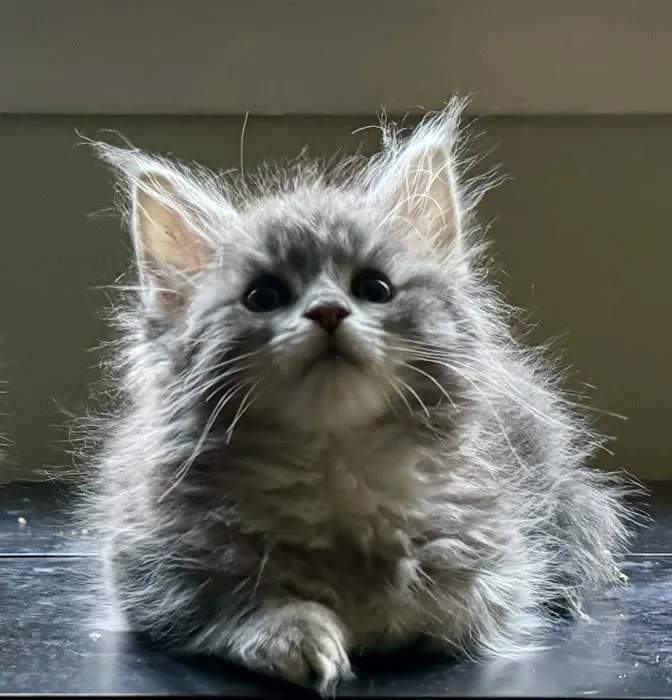 Coolbeans Maine Coons 12