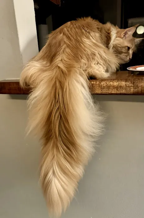 Coolbeans Maine Coons 12