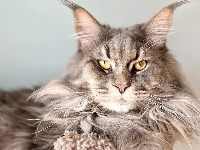 Coolbeans Maine Coons 12