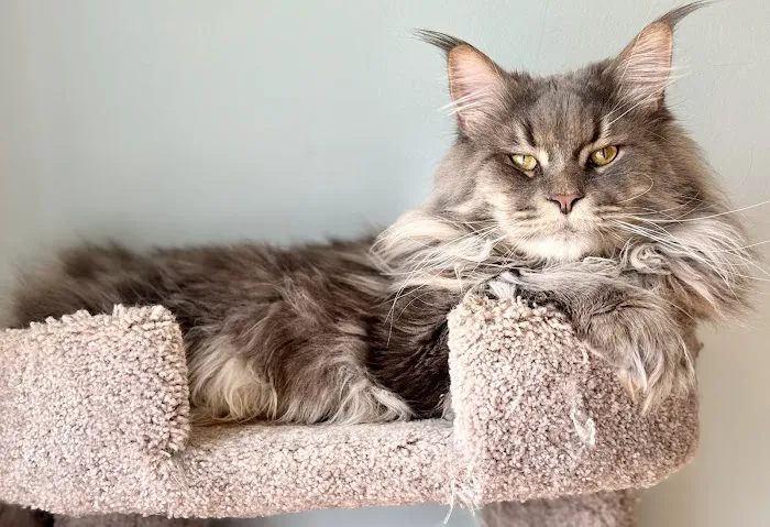 Coolbeans Maine Coons 12