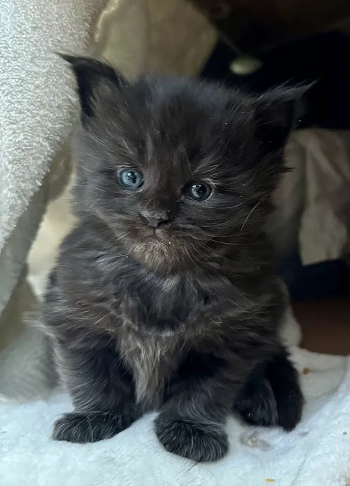 Coolbeans Maine Coons 12