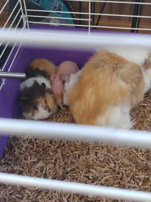 Oberst Pet Paradise 12