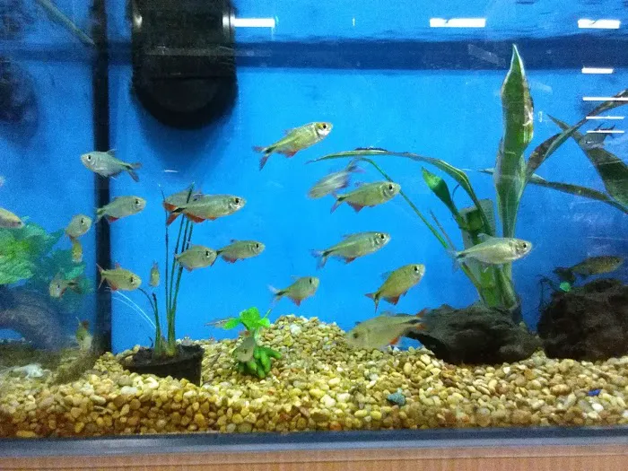 Petco 12