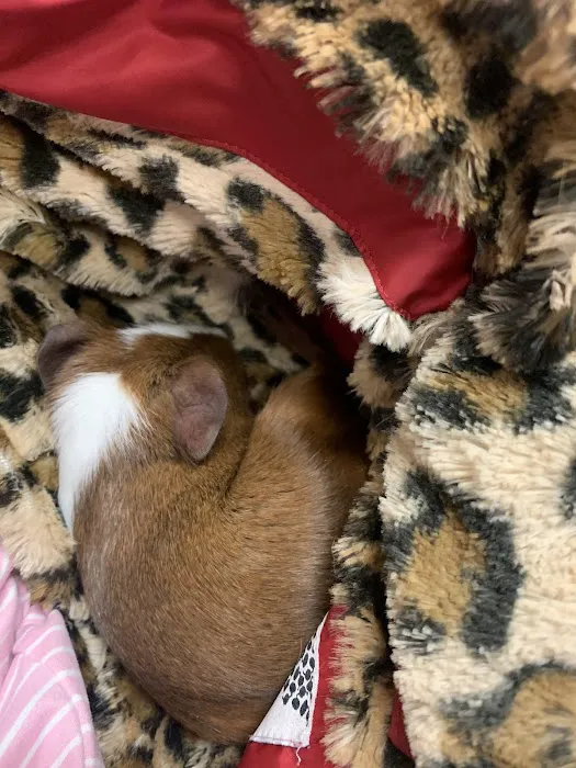 Petco 12