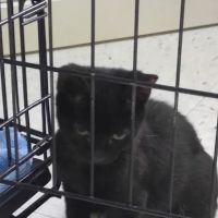 Country Lakes Animal Clinic ico
