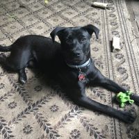 Heart + Paw ico