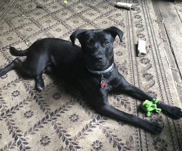 Heart + Paw
