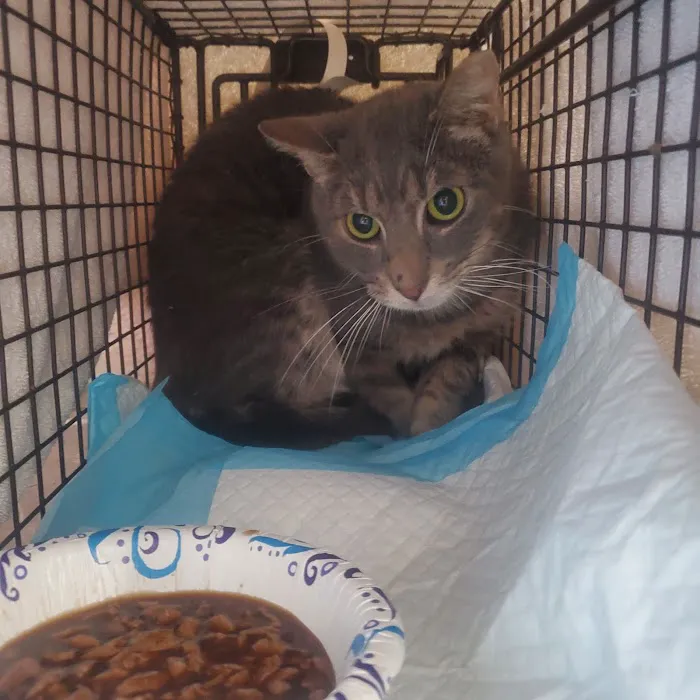 Preventive Paws Spay Center 12