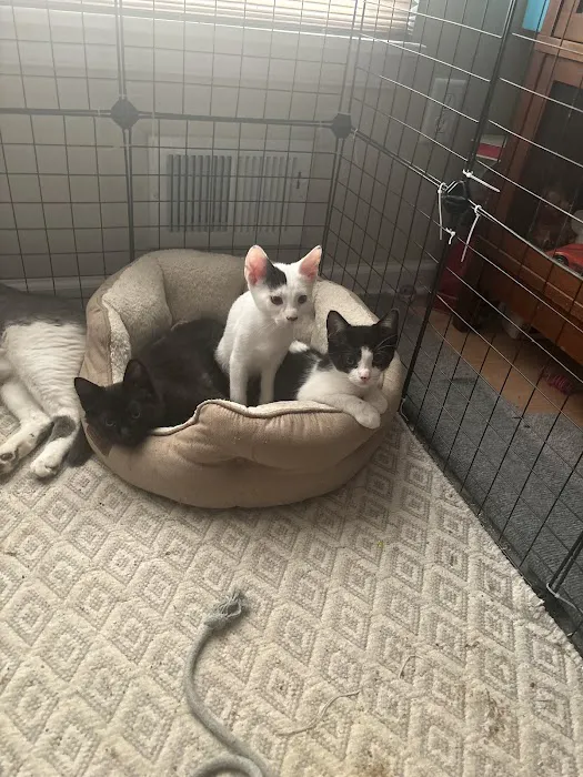 Preventive Paws Spay Center 12