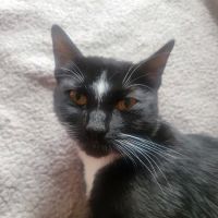 Preventive Paws Spay Center ico