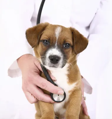 Preventive Paws Spay Center 12