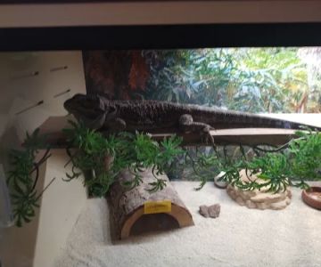 Petco
