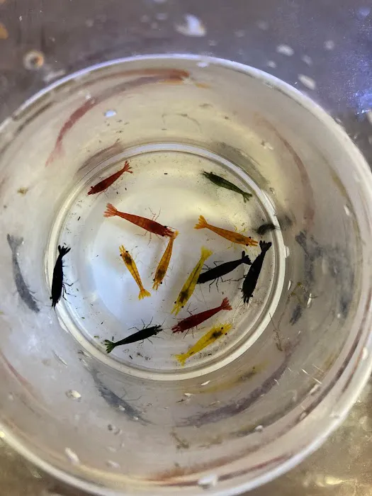 LJ's Shrimp 12