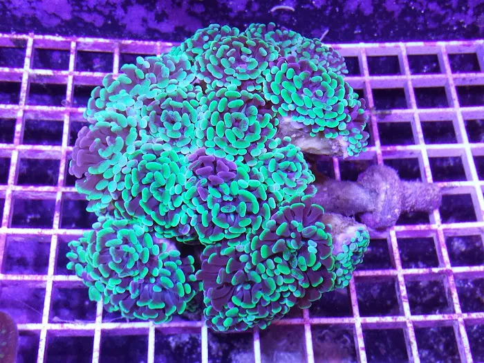 HRT Corals 12