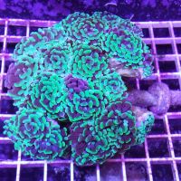 HRT Corals ico