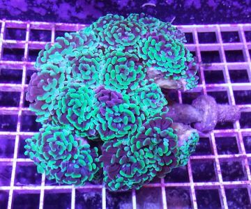 HRT Corals