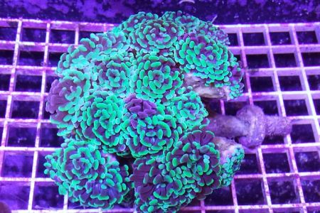 HRT Corals