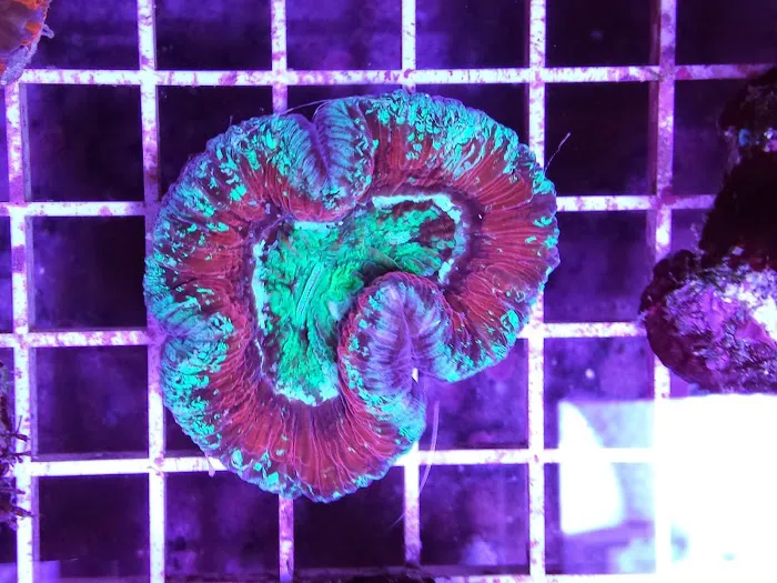 HRT Corals 12