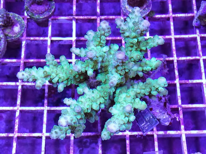 HRT Corals 12