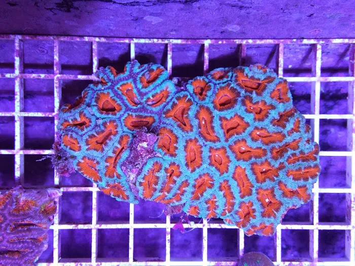 HRT Corals 12