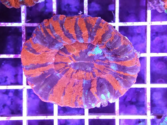 HRT Corals 12