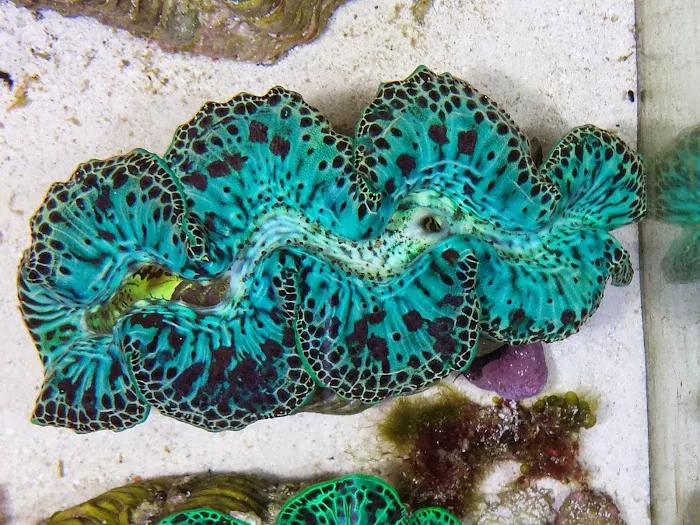 HRT Corals 12