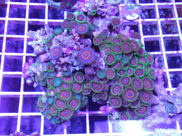 HRT Corals 12
