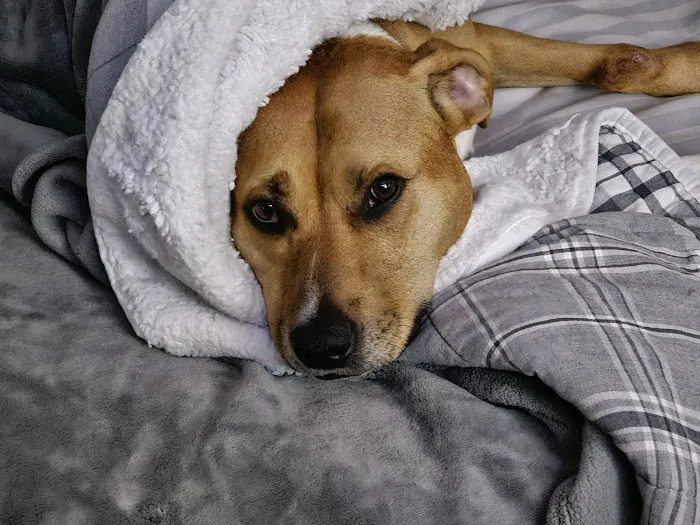 All Paws Dermatology & Allergy 12