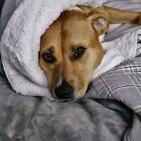 All Paws Dermatology & Allergy ico