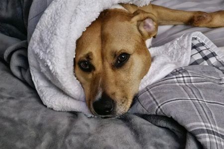 All Paws Dermatology & Allergy