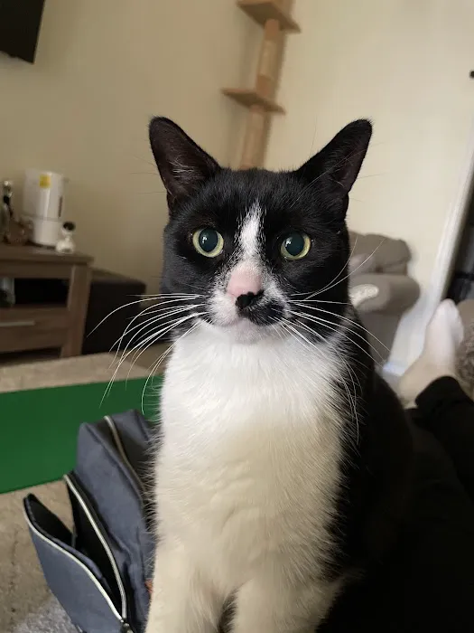 All Paws Dermatology & Allergy 12