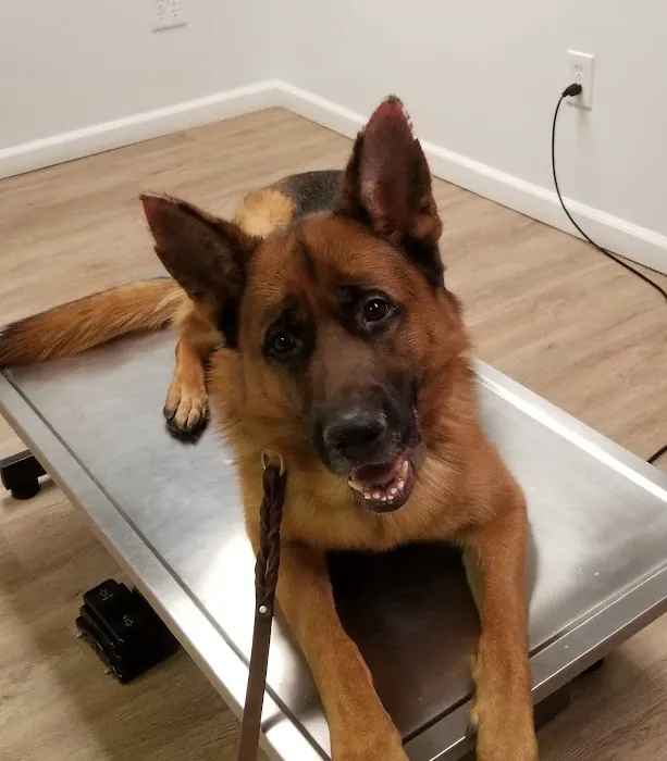 All Paws Dermatology & Allergy 12