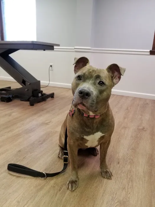 All Paws Dermatology & Allergy 12