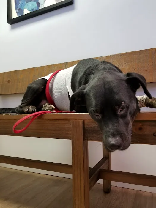 All Paws Dermatology & Allergy 12