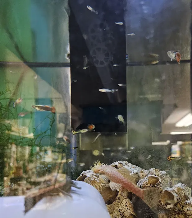 Pearce's Pet Place 12