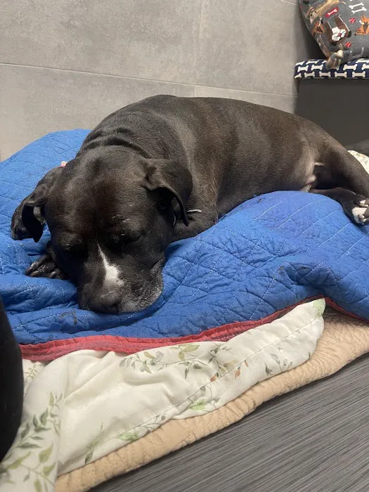 West Orange Animal Hospital 12