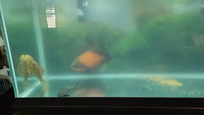 J S K's Fish & More 12